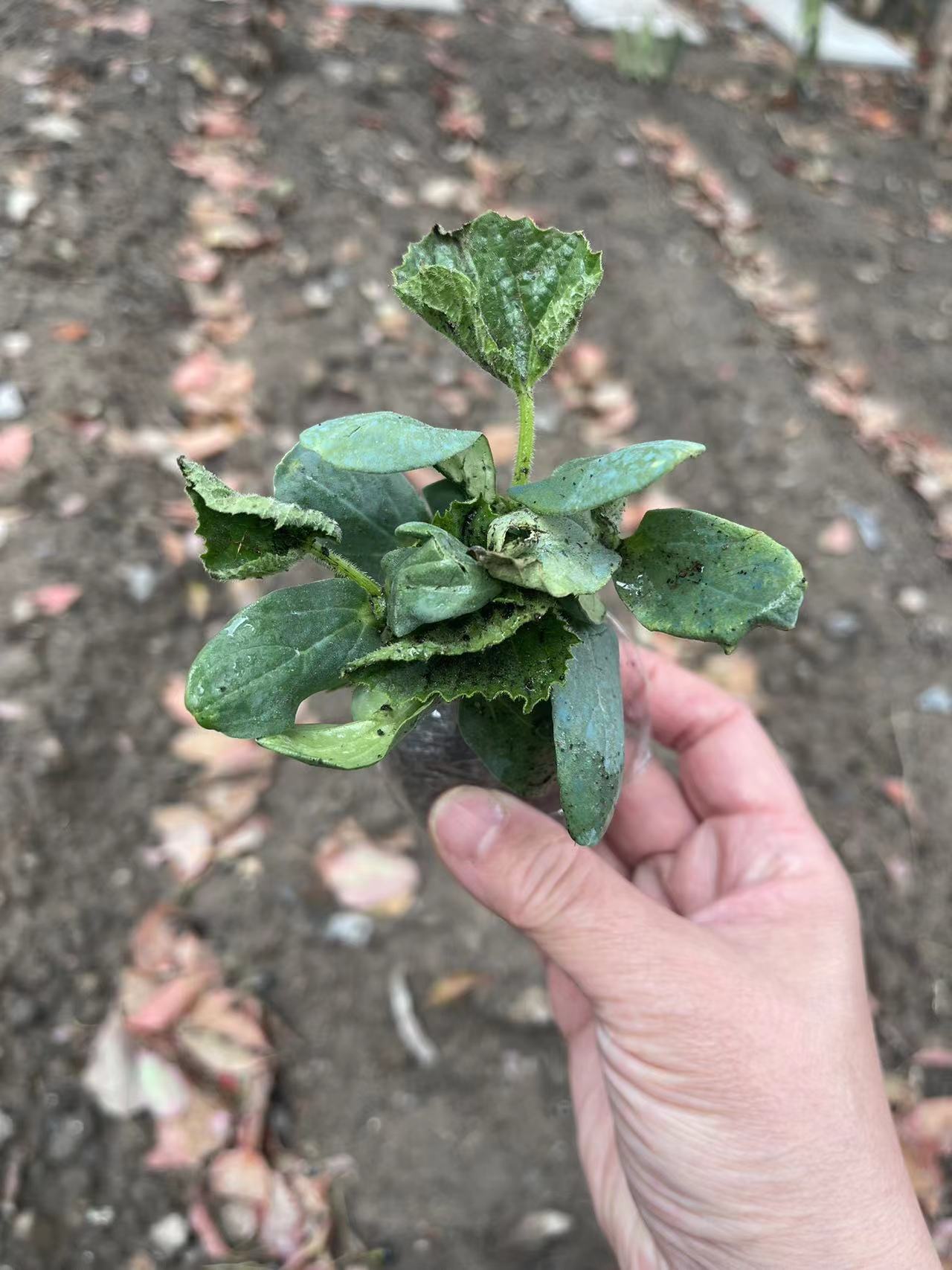 1711952461381691.jpg 1711952461381691.jpg