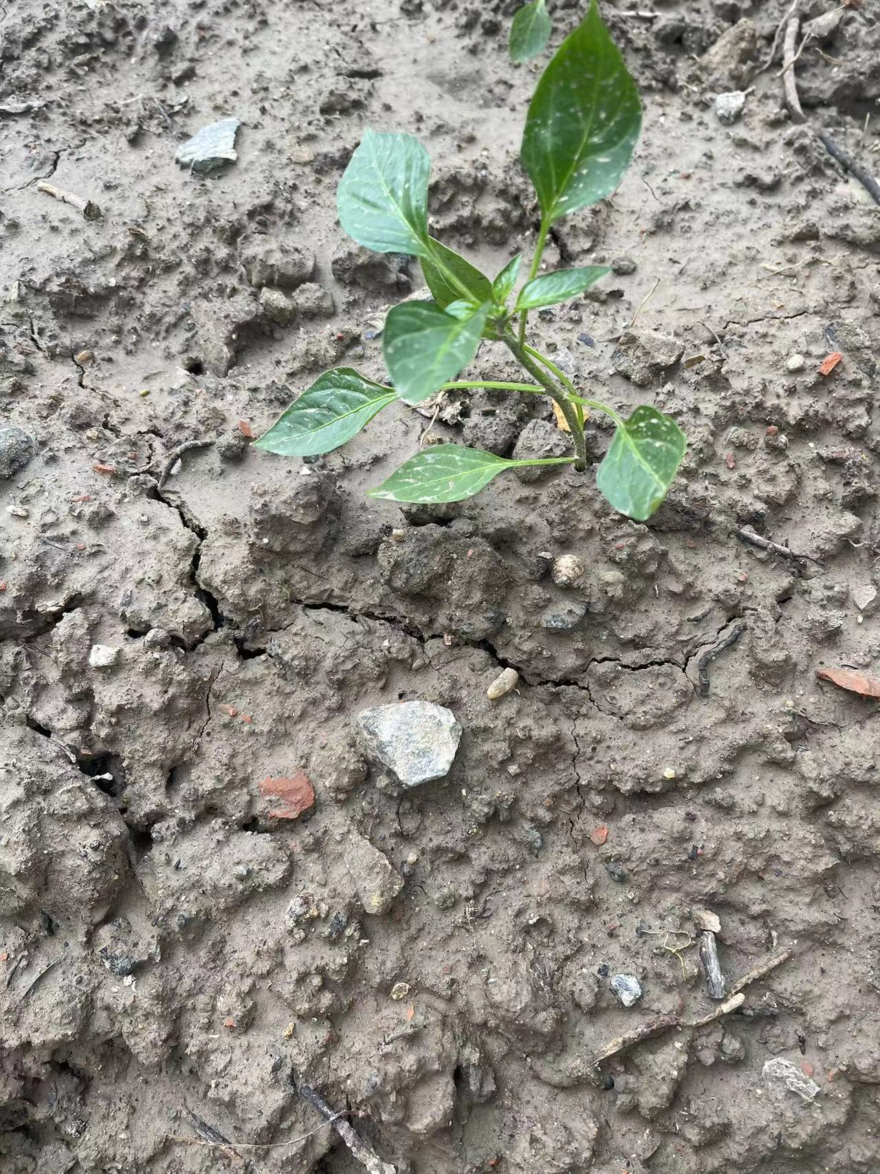 1711952461518619.jpg 1711952461518619.jpg