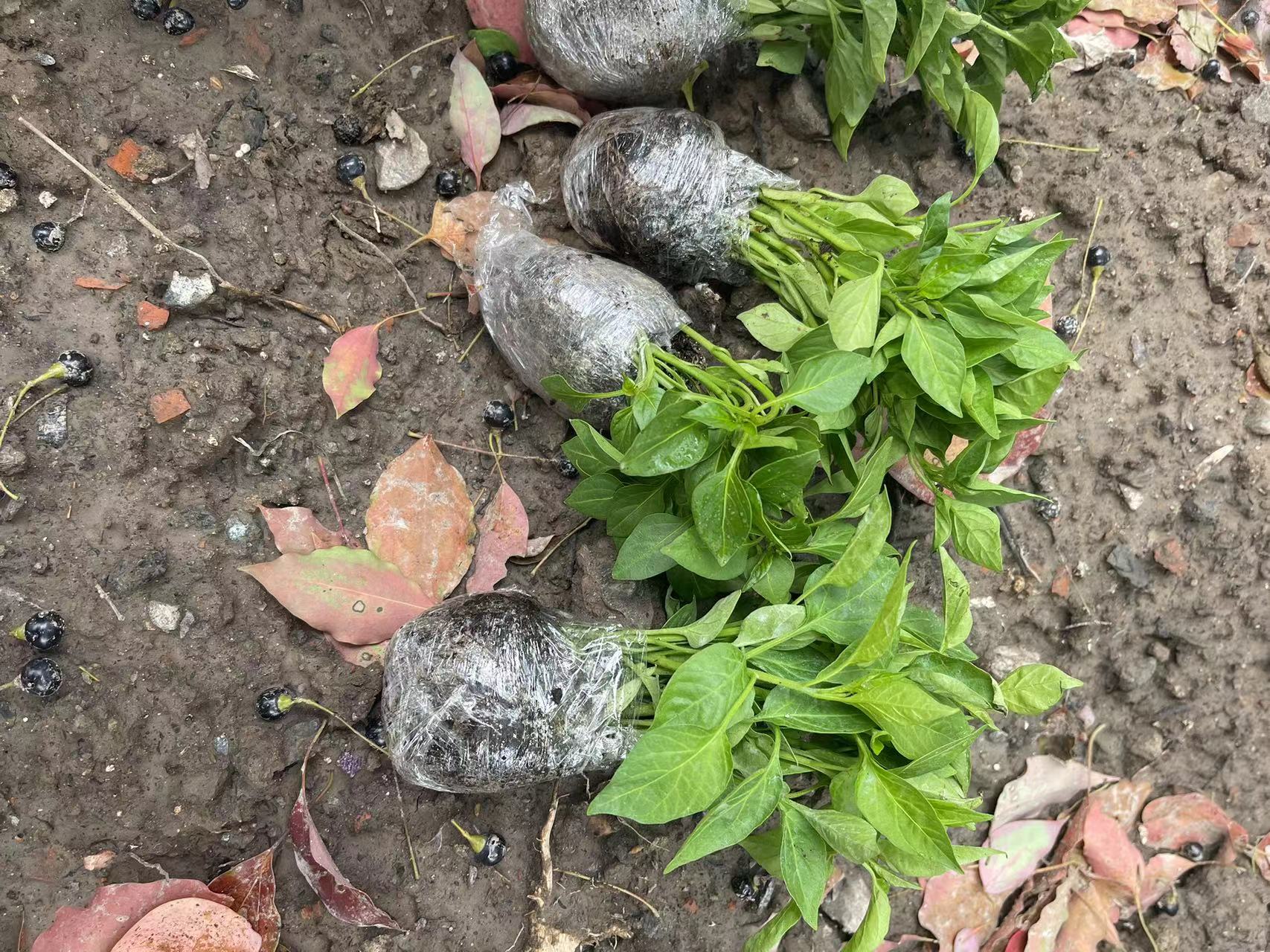 1711952463120841.jpg 1711952463120841.jpg